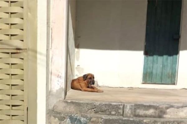 Moradores do bairro Xangrilá pedem socorro para cão fila idoso
