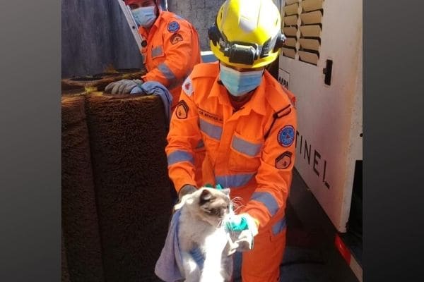 Gato é resgatado de concertina em Contagem