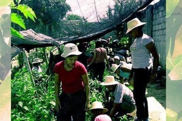 Boi Rosado Ambiental promove mutirão de produção e doação de árvores