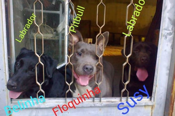 Três cadelas são procuradas após fuga em Contagem