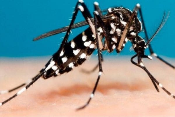 Mais duas mortes por dengue são confirmadas em Contagem