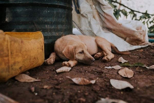 Minas Gerais tem novas leis para tentar impedir maus-tratos aos animais