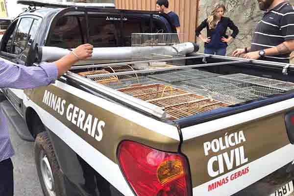 Aves silvestres são apreendidas em BH