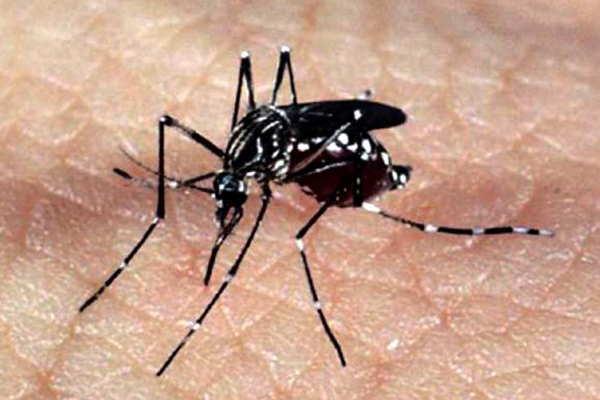 Aedes aegypti segue fazendo vítimas em Minas