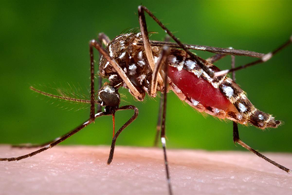 Minas confirma primeira morte por chikungunya