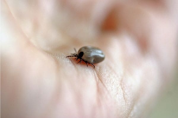 Carroceiros passarão por treinamento de aplicação de carrapaticida