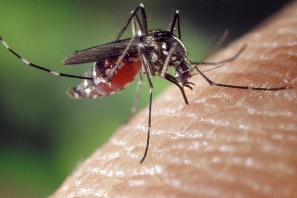 Incidência da dengue é baixa em Contagem, mas requer atenção