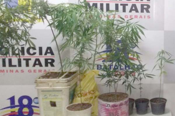 Polícia apreende pés de maconha no Icaivera