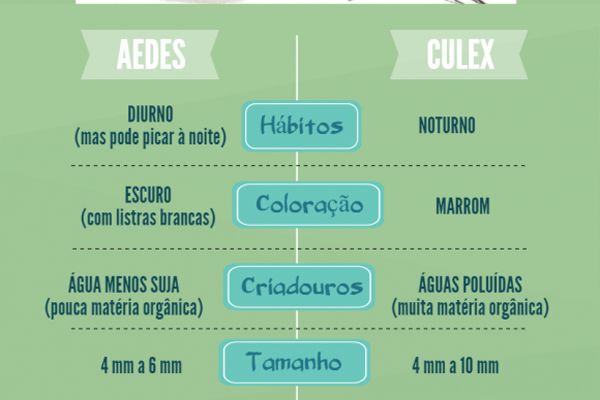 Pernilongo comum não transmite vírus Zika