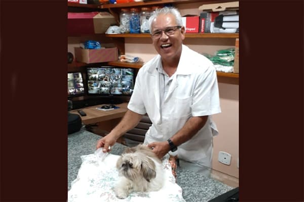 Cãozinho melhora saúde com acupuntura