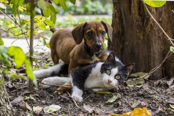 Criação do Conselho Municipal do Bem-Estar dos Animais é aprovada