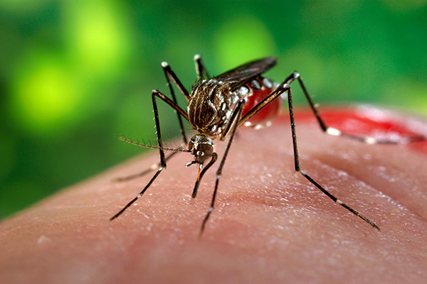 Governo declara fim de emergência nacional pelo vírus zika