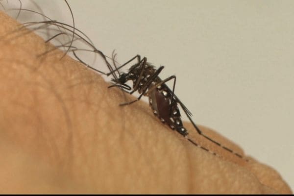 Em um ano, incidência da dengue no país aumentou 600%