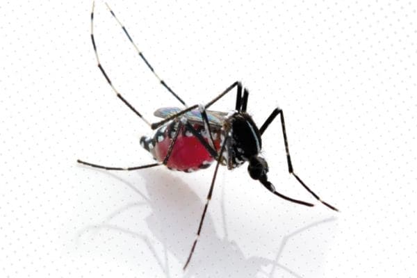 Casos prováveis de dengue sobem para 1.465 em Contagem