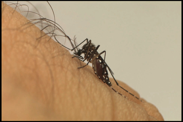 Dengue, chikungunya e zika fazem vítimas em Contagem