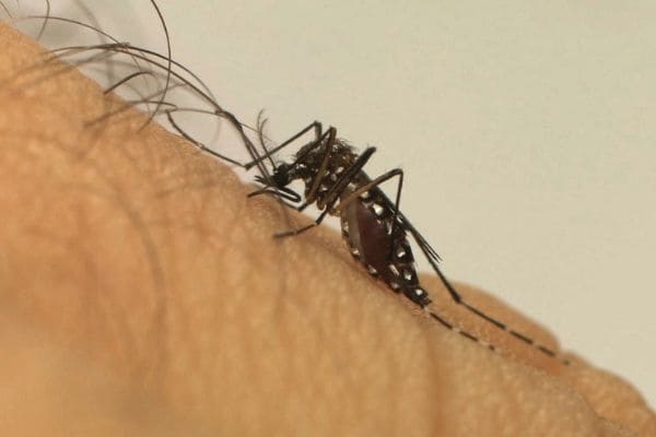 Dengue: Contagem tem mais de 36 mil casos prováveis