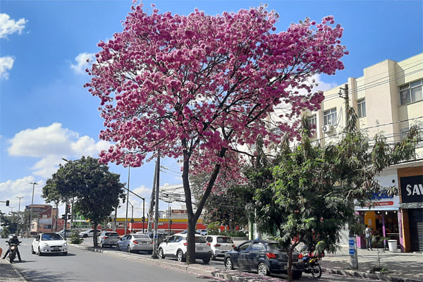 Cortes de árvores desagradam população e ambientalistas