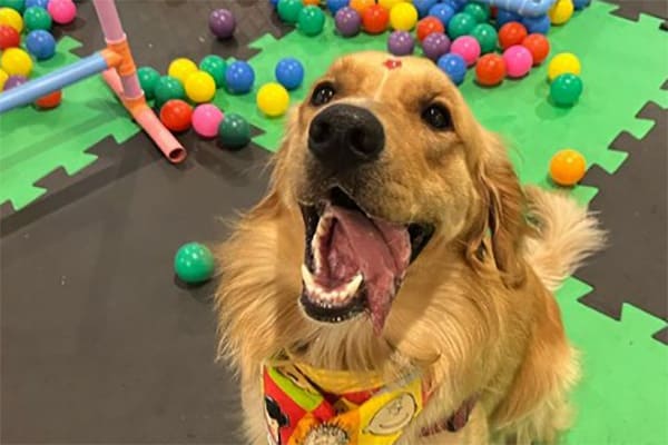 Centro de compras realiza a Expo Cãotagem dedicado aos pets