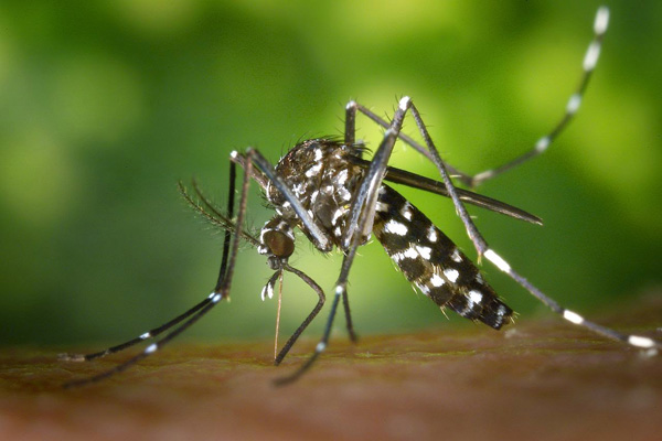 Febre Chikungunya: saiba mais sobre a doença