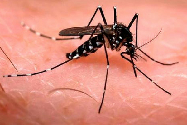 Pesquisa desenvolve Aedes aegypti que só produz ovos estéreis