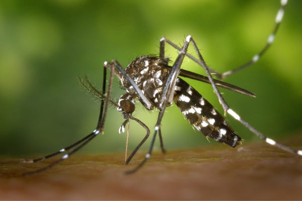 Casos prováveis de dengue passam de 140 mil em Minas