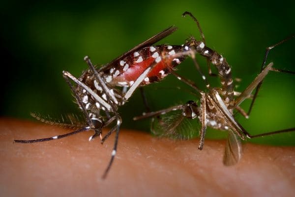 Fiocruz retoma projeto com mosquitos que combatem a dengue