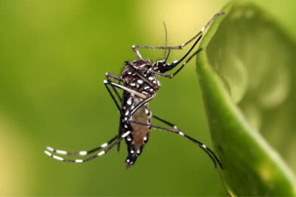 Dengue tem avanço estável em Contagem, mas acelera em Minas