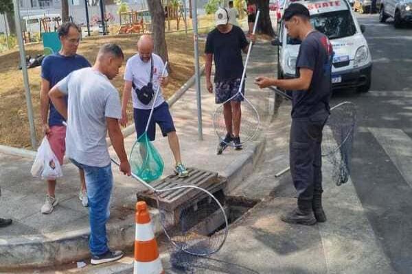 Resgate de gatos dentro de bueiro mobiliza vereador de BH e expõe falta de políticas públicas 