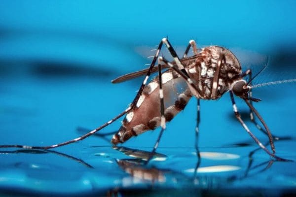 Dengue: notificações aumentam 2,38% em uma semana em Contagem