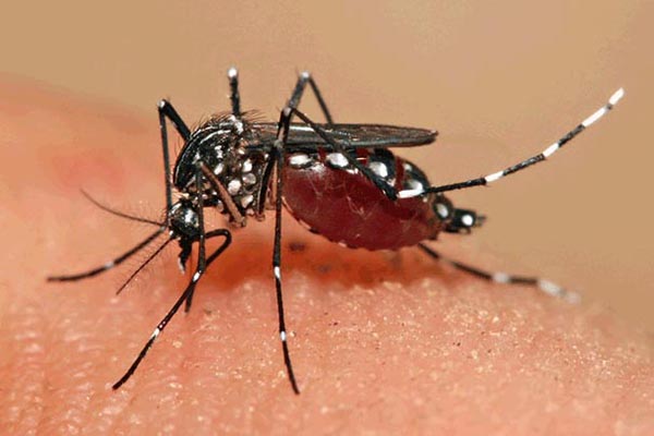 Contagem tem primeira morte por dengue no ano