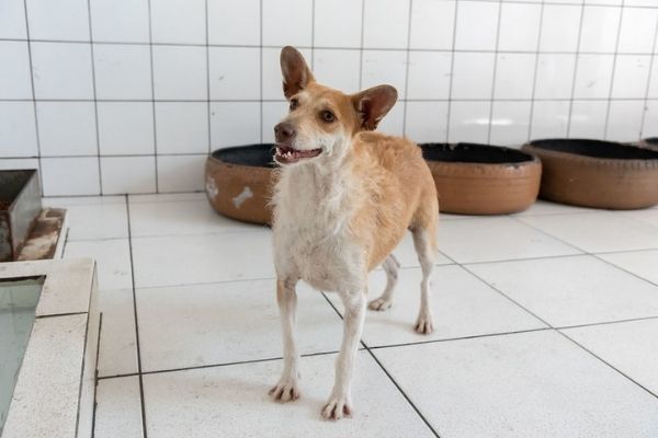 Animais aguardam adoção na Zoonoses de Contagem